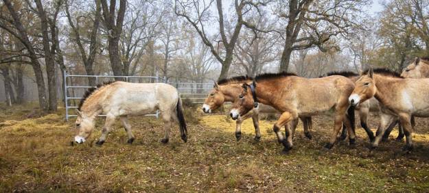 Caballos salvales Villanueva de Alcorón Przewalski 2 1