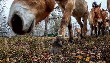Caballos salvales Villanueva de Alcorón Przewalski 3