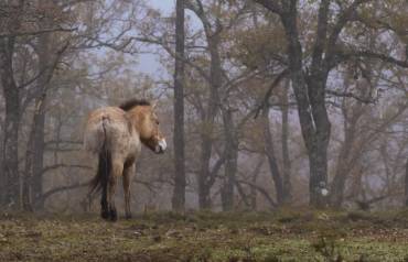 Caballos salvales Villanueva de Alcorón Przewalski 4