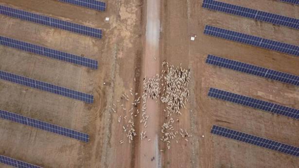 Ovejas Canrredondo Fotovoltáica Foto Naturgy 1