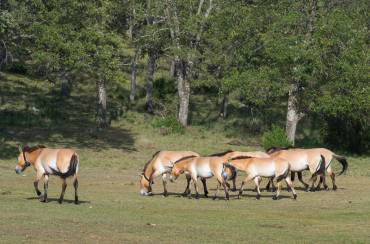 caballos przewalski villanueva de Alcorón Foto Juan Carlos Muñoz 1
