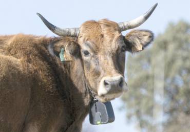 Vaca ganado Sierra Norte cencerros GPS