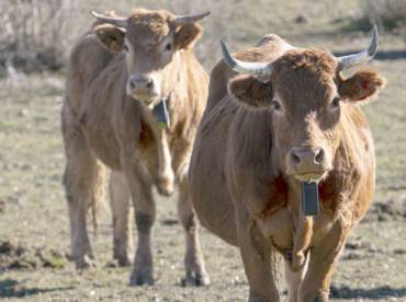 Vaca ganado Sierra Norte cencerros GPS 2