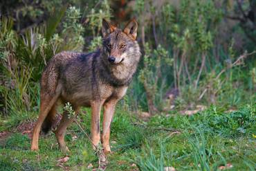 Lobo Ibérico Archivo GD