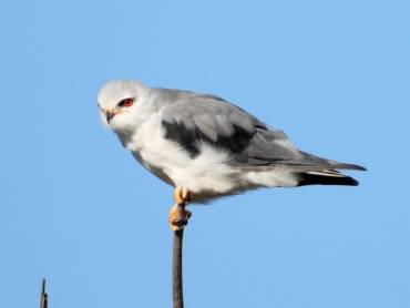 Aves Rapaces Elanio común