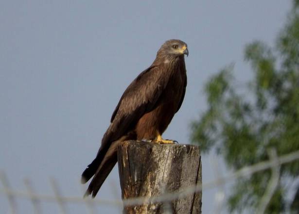 Aves Rapaces  Milano negro