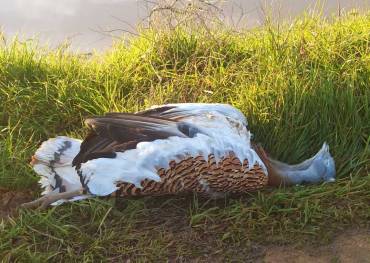 Avutarda electrocutada en Mesones Foto ecologistas en Acción GU 1