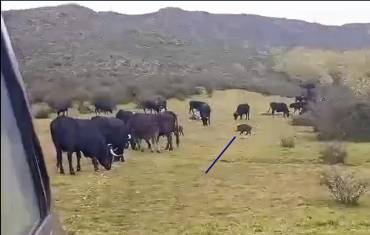 Jabalíes comiendo de los piensos en Sierra Norte APAG Paco García