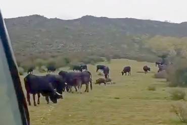 Jabalíes comiendo de los piensos en Sierra Norte APAG Paco García 2