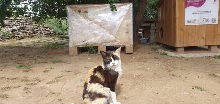 gato colonia felina guadalajara 1