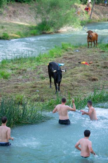 Vacas por el Tajo 2024 1