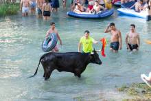 Vacas por el Tajo 2024 4