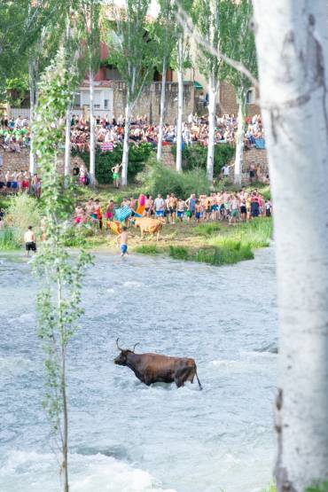 Vacas por el Tajo 2024 7