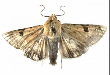 gusano Helicoverpa Armigera ataca la lavanda