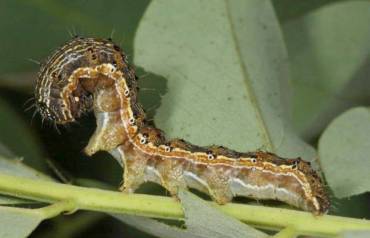 gusano Helicoverpa Armigera ataca la lavanda 2 Wikipedia