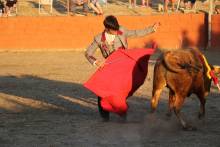 toros tamajon