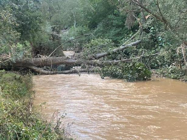 Grandes arboles caidos sobre el cauce1 Foto Luis Barra