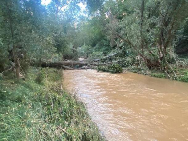 Grandes arboles caidos sobre el cauce  Foto Luis Barra