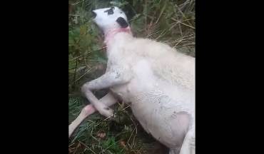 Ataque lobo Robledo de Corpes oveja video APAG