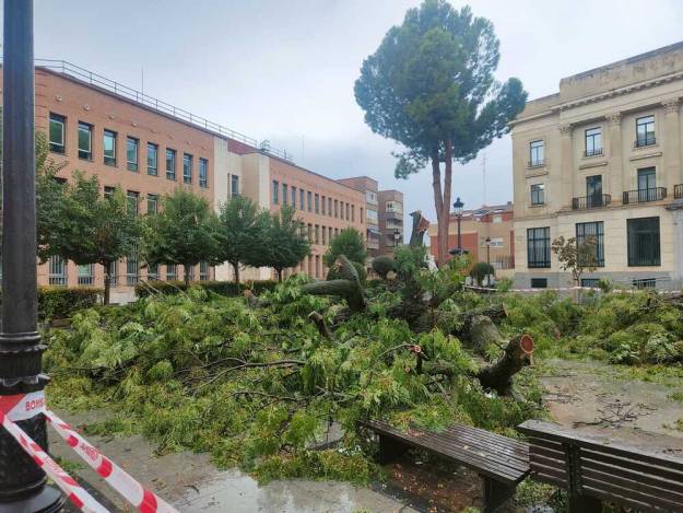 Jardinillo árbol caído 1