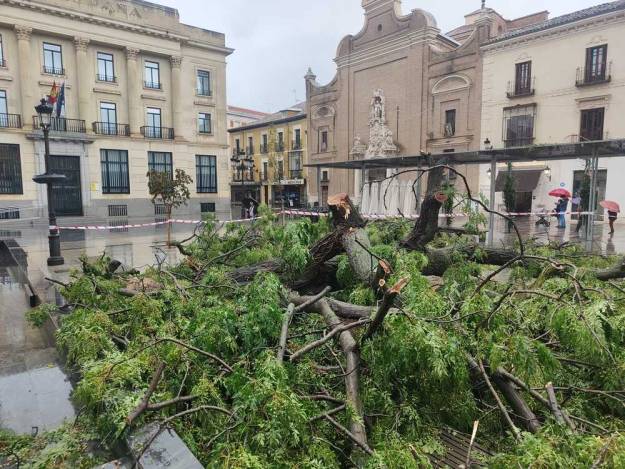 Jardinillo árbol caído 2