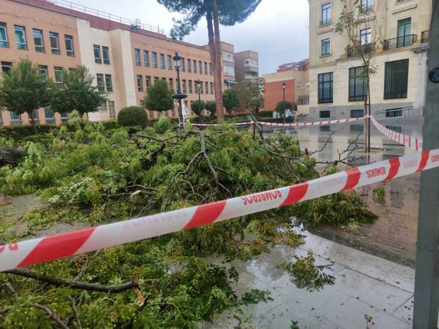 Jardinillo árbol caído 3