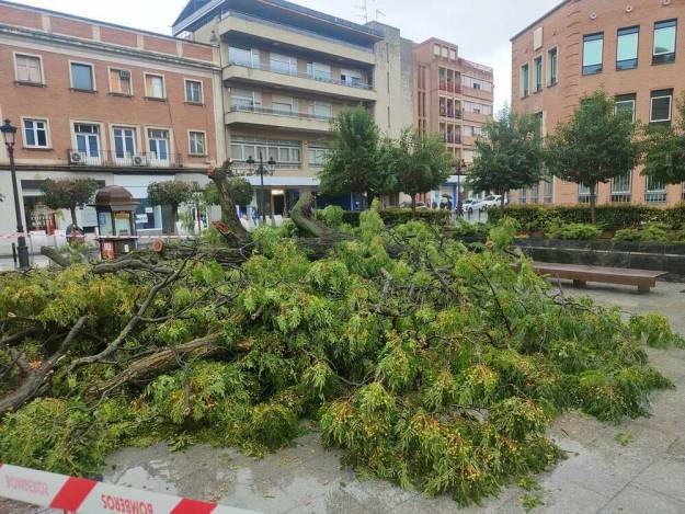 Jardinillo árbol caído 4