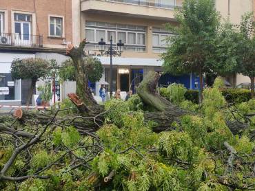 Jardinillo árbol caído 5