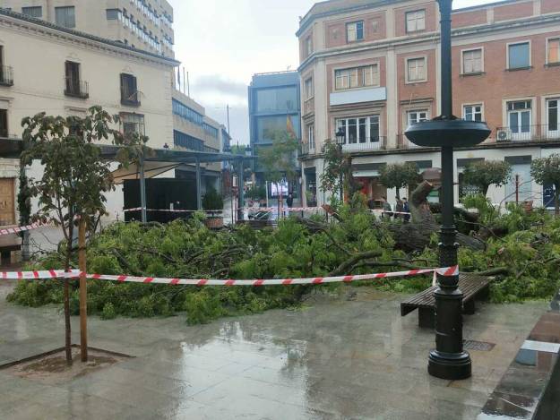 Jardinillo árbol caído 7