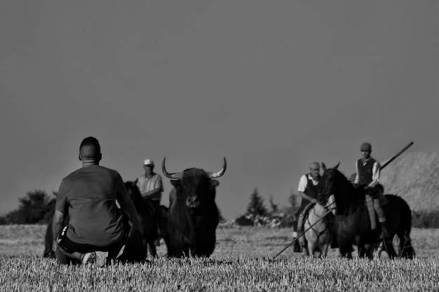 segundo premio toroalcarria 24