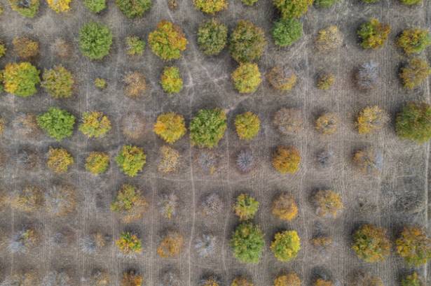 Nacho Abascal fotógrafo NATURALEZA IMPRESIONISTA EN LA VEGA DEL TAJUÑA. Romanones