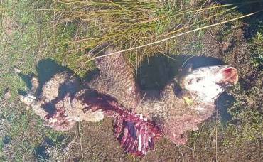 APAG Ataque de lobo Atienza Diciembre