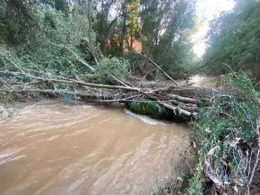 Arboles caidos sobre el cauce del Rio Henares Foto Luis Barra