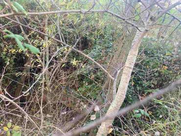 Compuertas taponadas por la maleza Foto Luis Barra