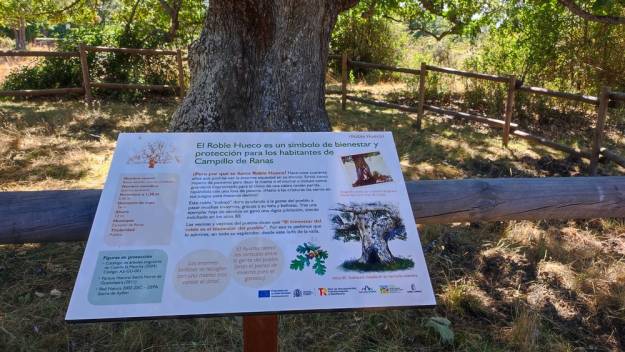 Roble Hueco Campillo de Ranas Foto Jorge Cruz
