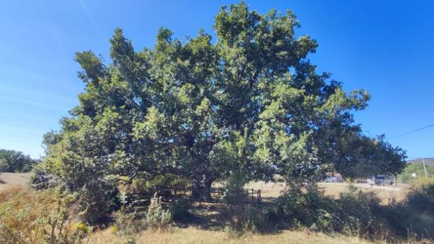Roble Hueco Campillo de Ranas Foto Jorge Cruz Pérez 1