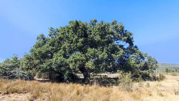 Roble Hueco Campillo de Ranas Foto Jorge Cruz Pérez 2