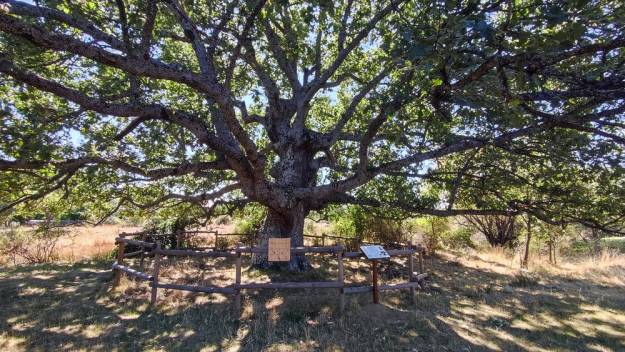Roble Hueco Campillo de Ranas Foto Jorge Cruz Pérez 3