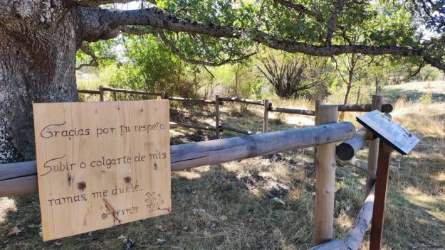 Roble Hueco Campillo de Ranas Foto Jorge Cruz Pérez 4