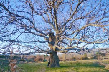 Roble Hueco Campillo de ranas foto wwwalvientodelocejón