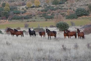 voluntariado alto tajo 2