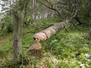 CASTOR Foto Rewilding Spain Jordi palau