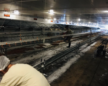 interior granja segun vajen