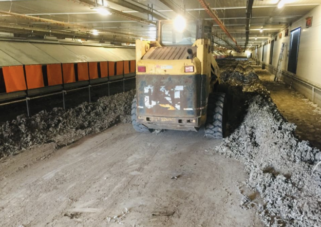 limpieza granja avigen 