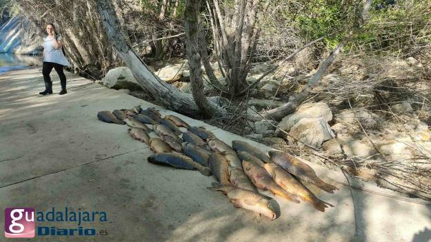 Canal Entrepeñas - Buendía rescate carpas 11