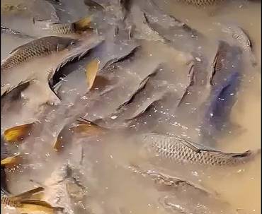 Carpas Entrepeñas Foto Oficina Turismo Sacedón