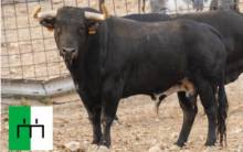 Toro encierro Tórtola