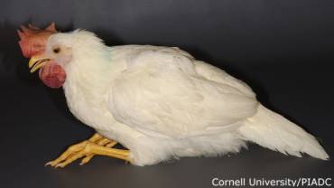 gallina enferma por gripe aviar