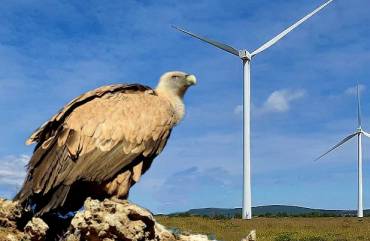 Buitre - molinos eólicos