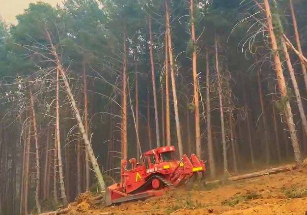 Incendio Pico del Lobo Infocam UME derribo de árboles ortafuego 22